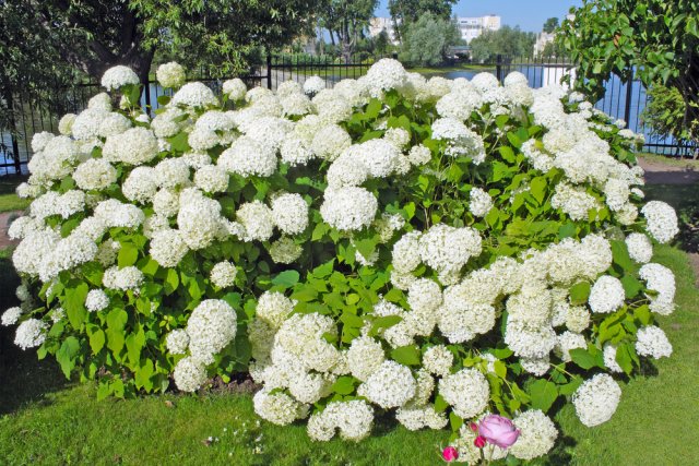 Гортензия в огороде фото